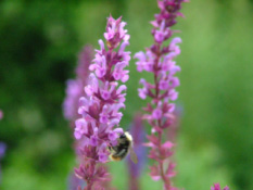 Salvia nemorosa 'Amethyst' bestellen